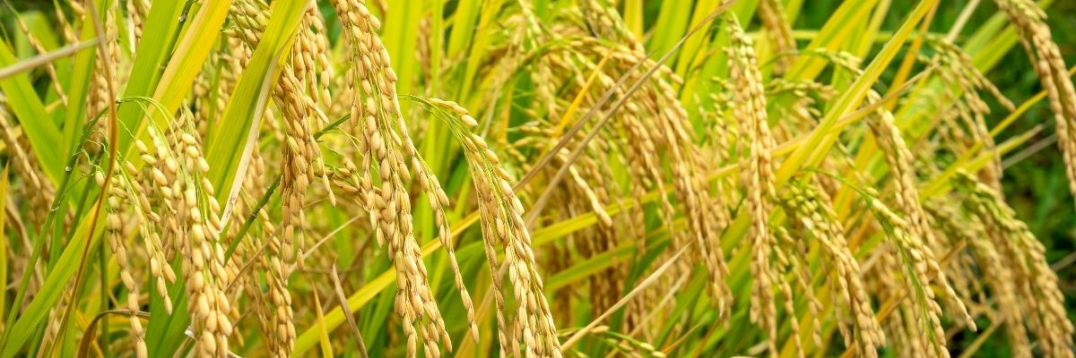 Key Skincare Ingredient: Rice Bran Extract