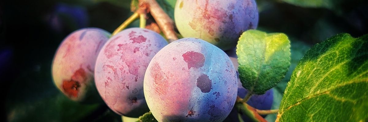 Key Skincare Ingredient: Kakadu Plum Extract