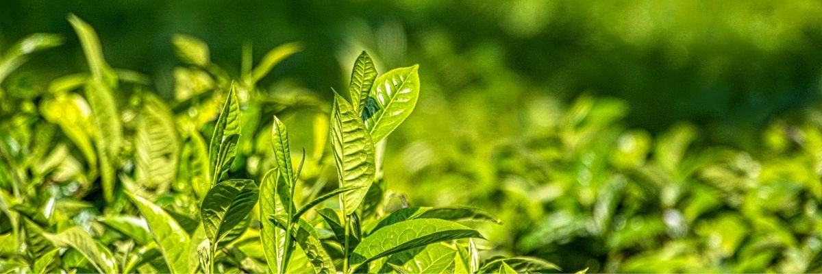 Key Skincare Ingredient: Green Tea (Japanese) 