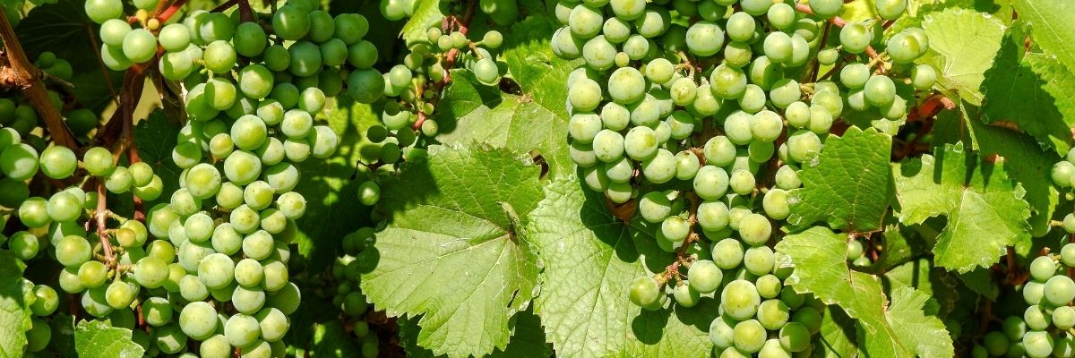 Key Skincare Ingredient: Resveratrol