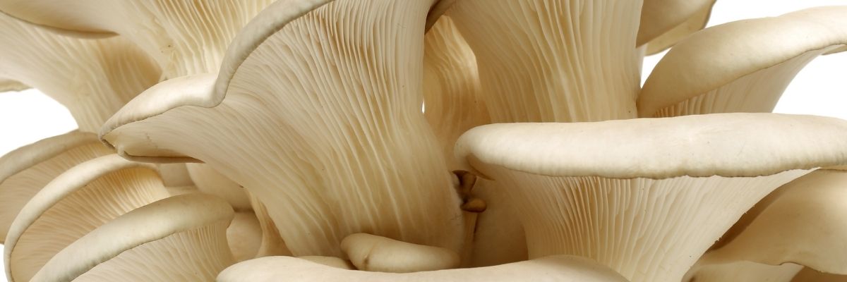 Key Skincare Ingredient: Mushroom