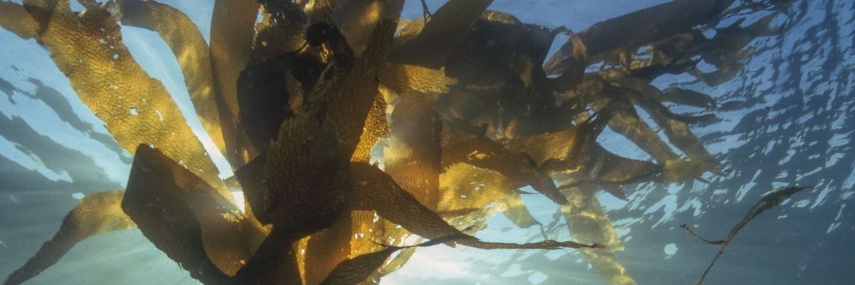 Key Skincare Ingredient: Norwegian Kelp