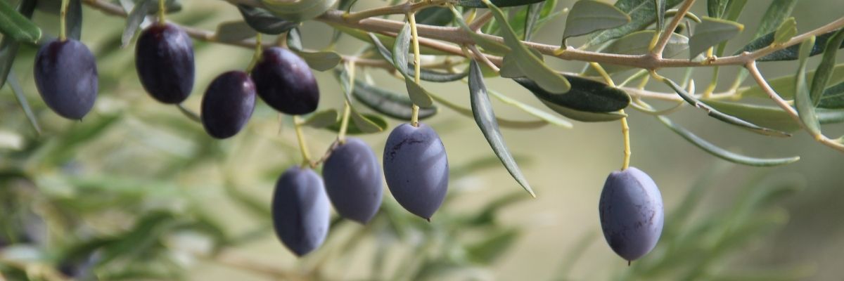 Key Skincare Ingredient: Olive Oil & Olive Leaf