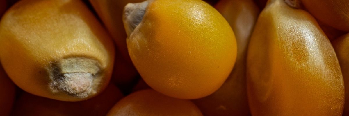 Key Skincare Ingredient: Corn Kernal Extract 