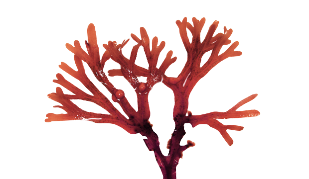 Skincare Benefita : Red Marine Algae Extract by iS Clinical Skincare