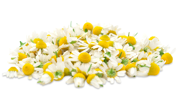 Key Skincare Ingredient: Chamomile Flower