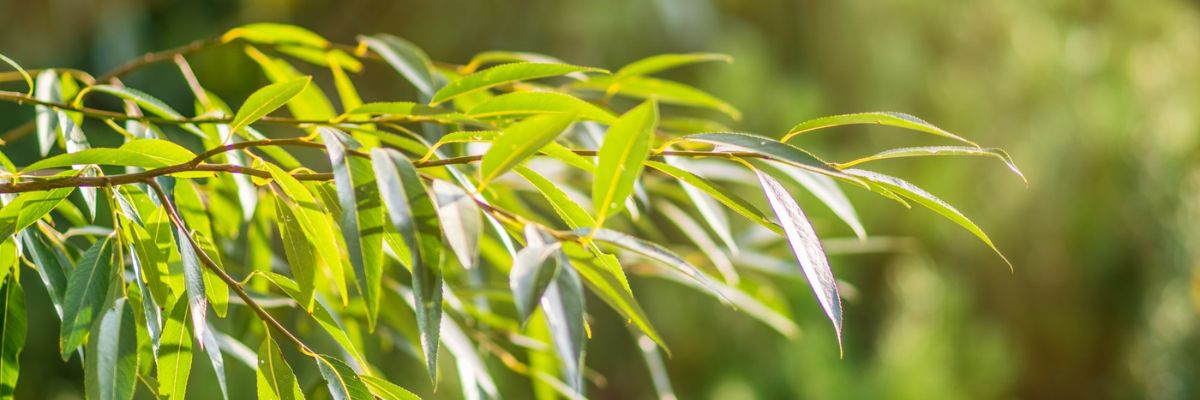 Key Skincare Ingredient: White Willow Bark