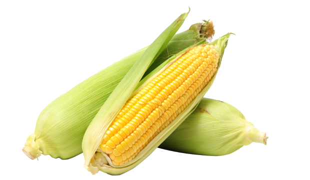 Corn Kernel Extract skincare ingredient iS Clinical