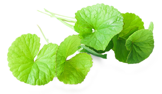 Key Skincare Ingredient: Centella Asiatica (Gotu Kola)