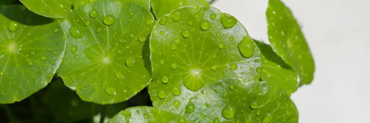 Key Skincare Ingredient: Centella Asiatica (Gotu Kola) 