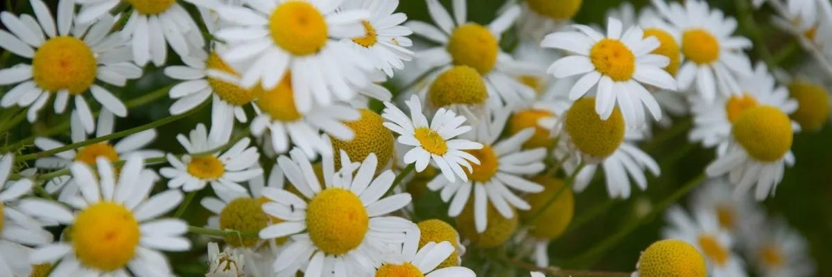 Key Skincare Ingredient: Chamomile Flower