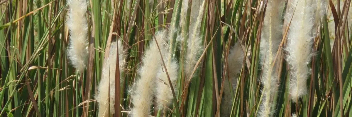 Close-up of Imperata cylindrica grass with green blades and white fluffy seed heads