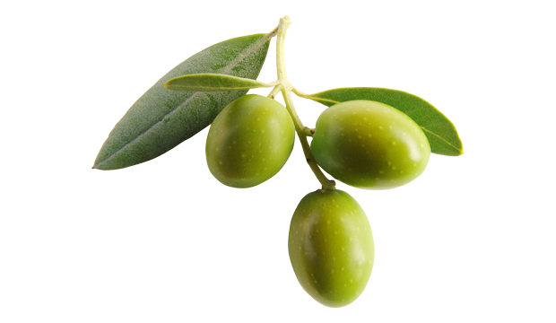 olive leaf skincare ingredient acne-prone iS Clinical