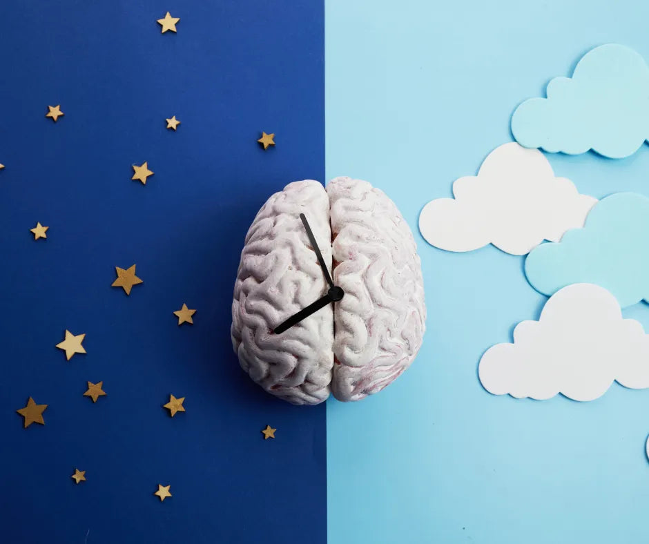 Model of a brain with clock hands against a split background of night sky with stars and day sky with clouds