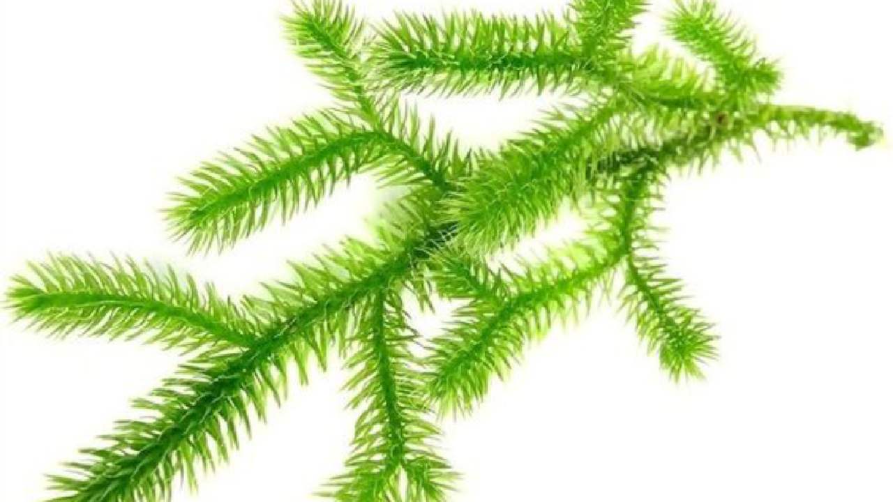 iS Clinical Skincare Products Containing Lycopodium Clavatum