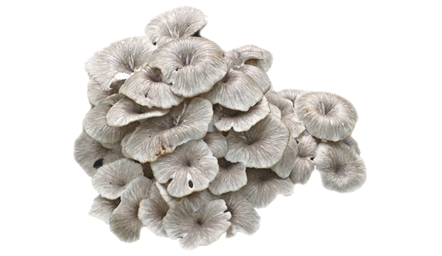 iS Clinical Skincare Products containing Mushroom Extract