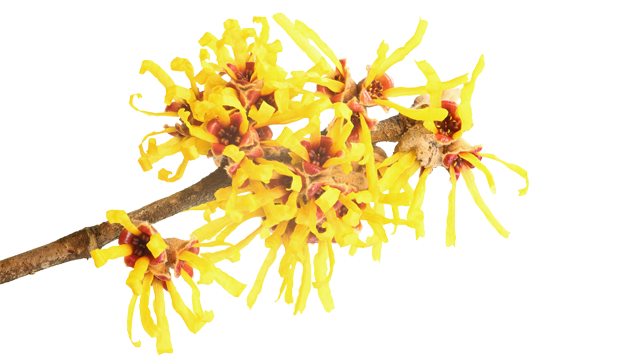 iS Clinical Skincare Products containing Witch Hazel