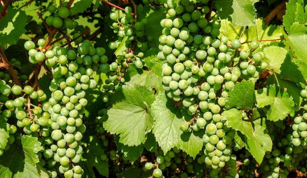 Resveratrol