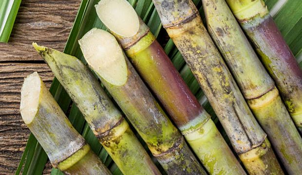 Sugarcane Extract