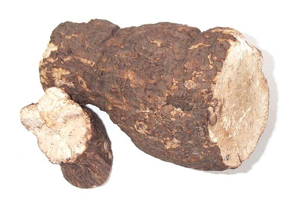 Two pieces of Poria cocos mushroom with rough brown skin and pale interior