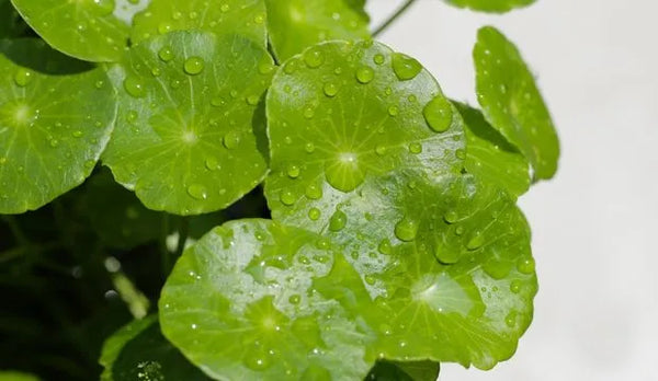 Centella Asiatica
