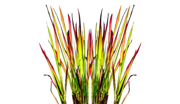 Imperata Cylindrica Root