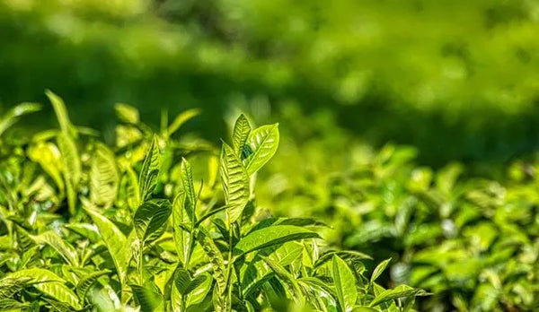 Japanese Green Tea