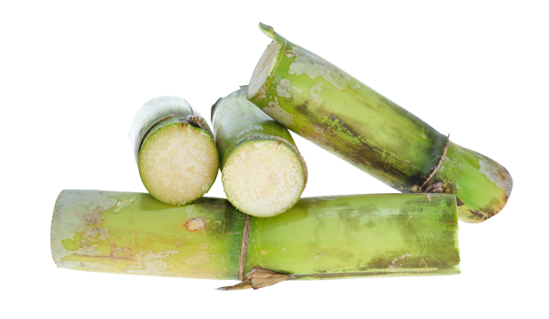 Segments of green sugar cane with fibrous, pale interior exposed on white background